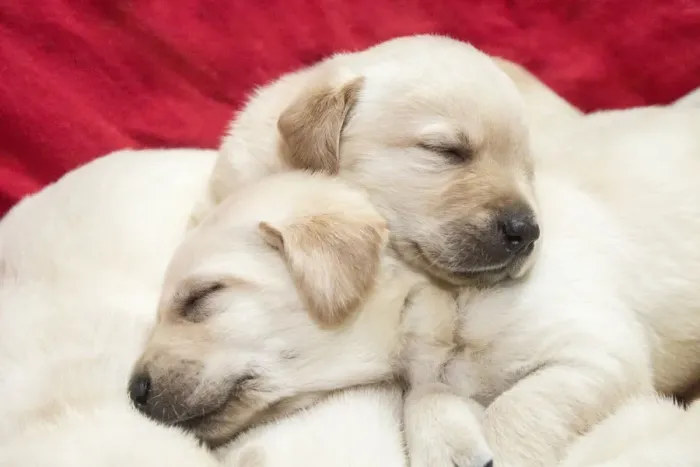 Framed Print : Litter of one month old Yellow Labrador puppies. (PR)
