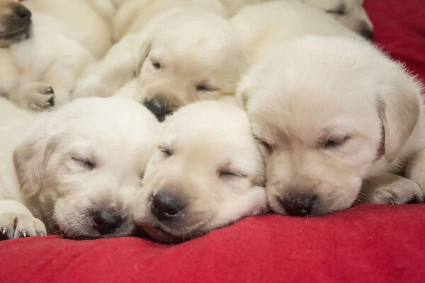 Litter of one month old Yellow Labrador puppies. (PR)