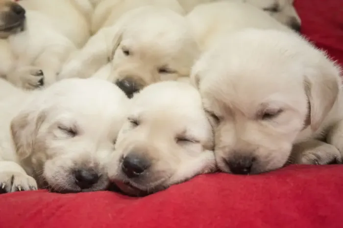 Framed Print : Litter of one month old Yellow Labrador puppies. (PR)