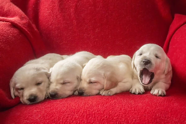 Litter of one month old Yellow Labrador puppies. (PR)