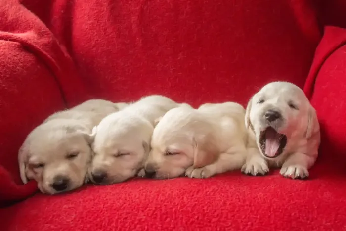 Framed Print : Litter of one month old Yellow Labrador puppies. (PR)