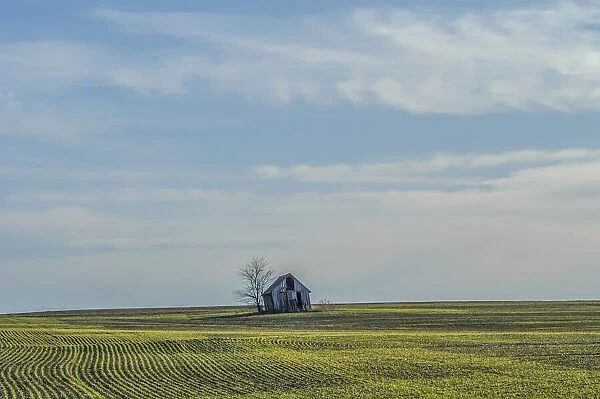 Little barn in the middle of a wheat field