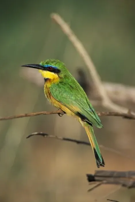 Framed Print : Little Bee-Eater (Merops pusillus) Framed Print : Little Bee-Eater (Merops pusillus)