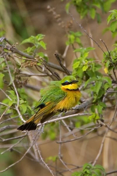 A Little Bee-eater perched on a tree branch in the Msai Mara Kenya