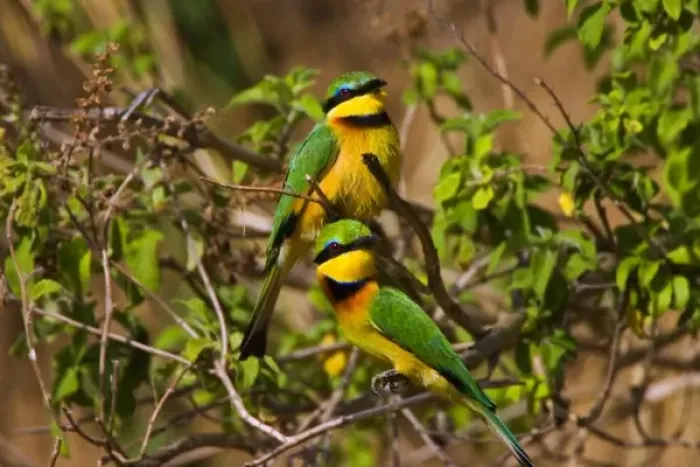 Framed Print : A Little Bee-eater perched on a tree branch in the Msai Mara Kenya. (RF) Framed Print : A Little Bee-eater perched on a tree branch in the Msai Mara Kenya. (RF)