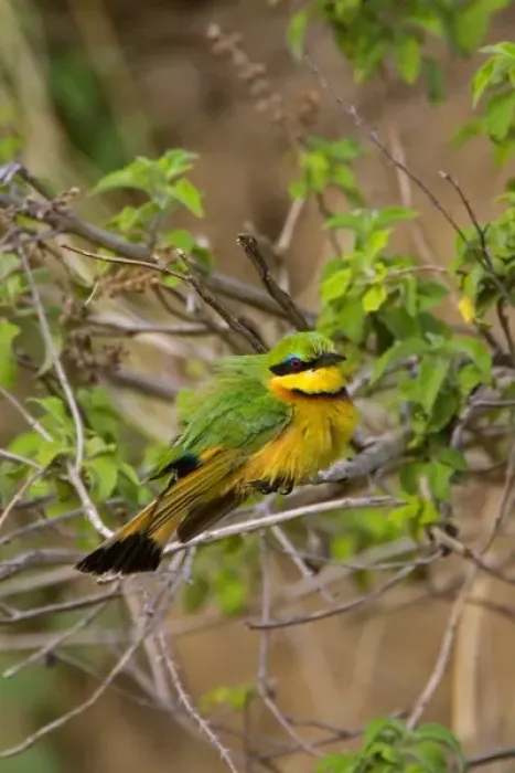 Framed Print : A Little Bee-eater perched on a tree branch in the Msai Mara Kenya