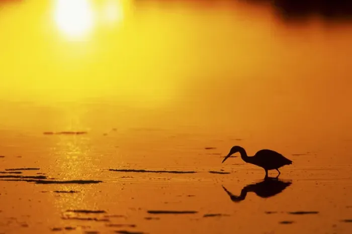 Framed Print : Little Blue Heron (Egretta caerulea) at sunset J. N. Ding Darling NWR, Florida Framed Print : Little Blue Heron (Egretta caerulea) at sunset J. N. Ding Darling NWR, Florida