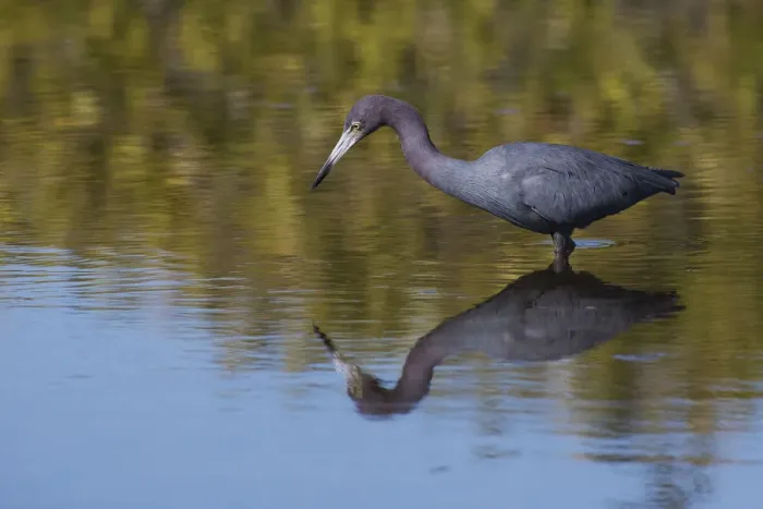 Framed Print : Little blue heron stalking Framed Print : Little blue heron stalking