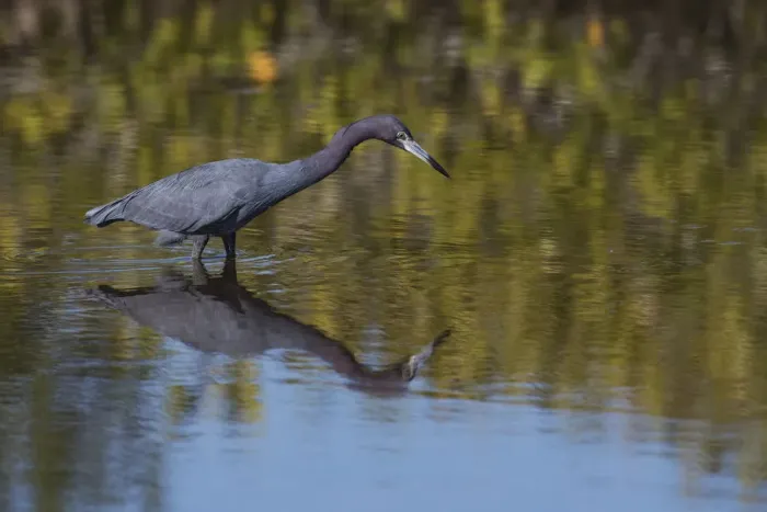 Framed Print : Little Blue Heron stalking a meal