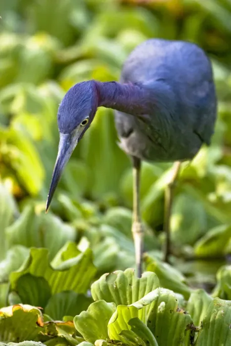 Framed Print : A little blue heron walks across the water on top of water lettuce at Corkscrew Audubon Framed Print : A little blue heron walks across the water on top of water lettuce at Corkscrew Audubon