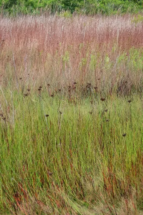 Framed Print : Little bluestem grass and bogrush in meadow Framed Print : Little bluestem grass and bogrush in meadow