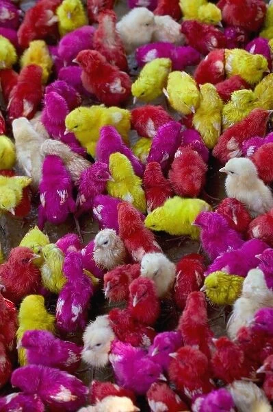 Little chicks painted with holy color, Orissa, India