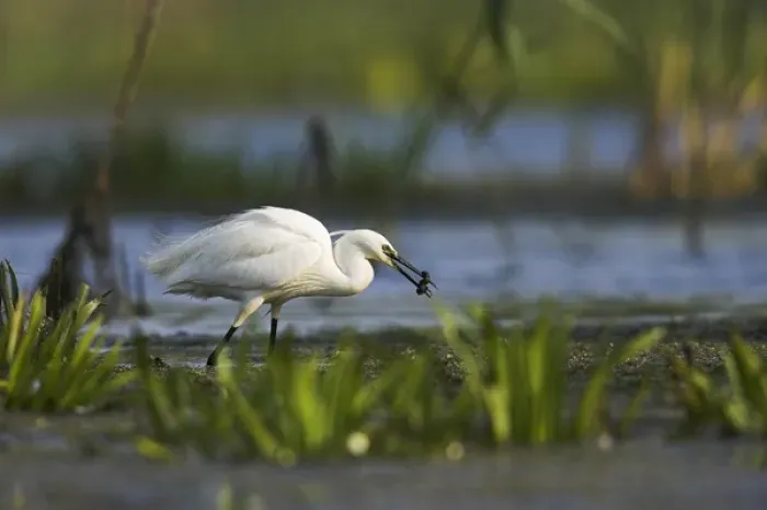Framed Print : Little Egret (Egretta garzetta) in the Danube Delta, with larvae of dragonfly in beak