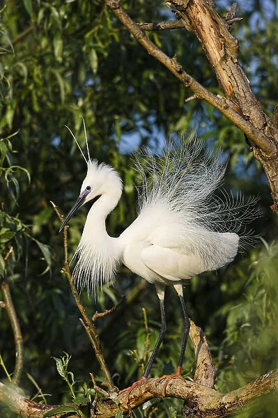 Little Egret (Egretta garzetta) in the Danube Delta in breeding plumage, nape plumes