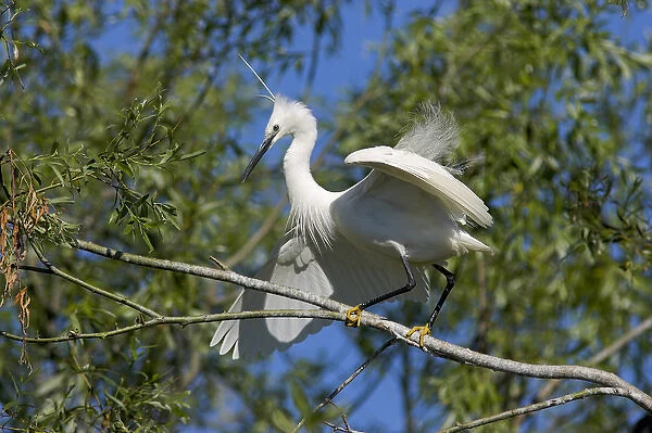 Little Egret (Egretta garzetta) in the Danube Delta in breeding plumage, nape plumes