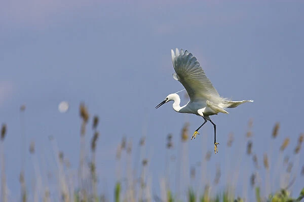 Little Egret (Egretta garzetta) in the Danube Delta, landing Europe, Eastern Europe