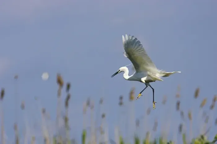 Framed Print : Little Egret (Egretta garzetta) in the Danube Delta, landing Europe, Eastern Europe