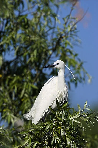 Little Egret (Egretta garzetta) in the Danube Delta, portrait standing on tree branch