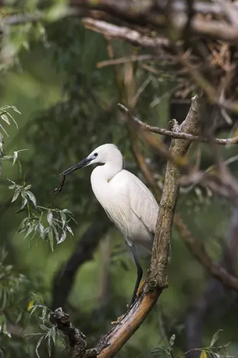 Framed Print : Little Egret (Egretta garzetta) in the Danube Delta, portrait standing on tree branch