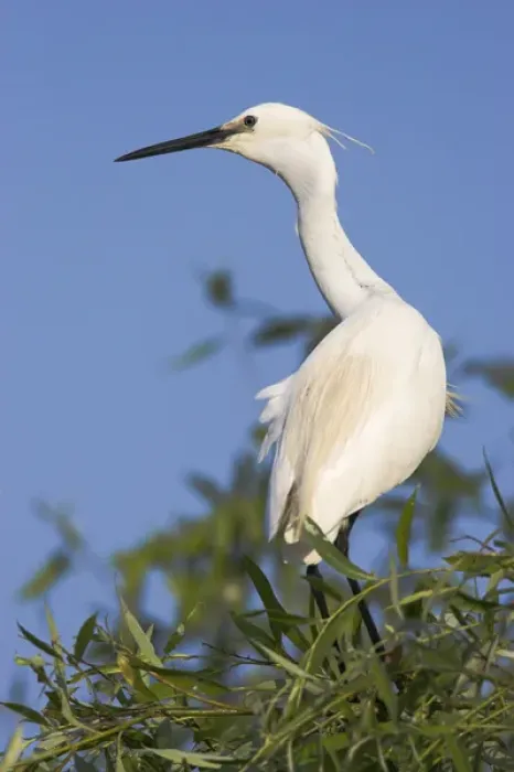 Framed Print : Little Egret (Egretta garzetta) in the Danube Delta, portrait standing on tree branch Framed Print : Little Egret (Egretta garzetta) in the Danube Delta, portrait standing on tree branch
