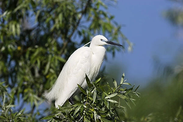 Little Egret (Egretta garzetta) in the Danube Delta, portrait standing on tree branch