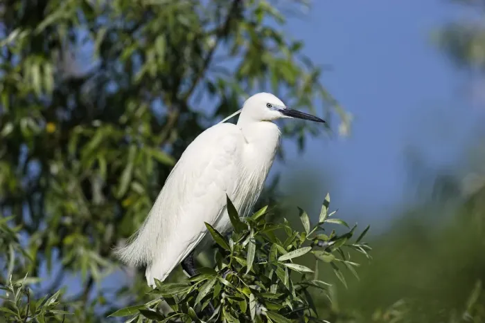 Framed Print : Little Egret (Egretta garzetta) in the Danube Delta, portrait standing on tree branch