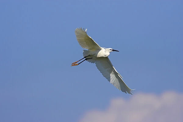 Little Egret (Egretta garzetta) in the Danube Delta, flying Europe, Eastern Europe
