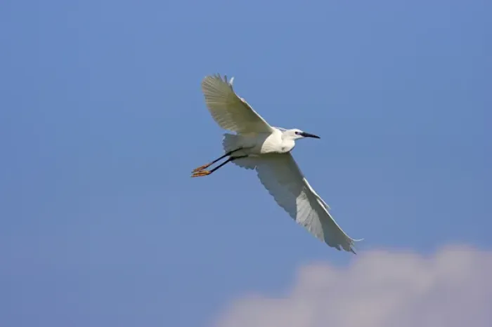 Framed Print : Little Egret (Egretta garzetta) in the Danube Delta, flying Europe, Eastern Europe