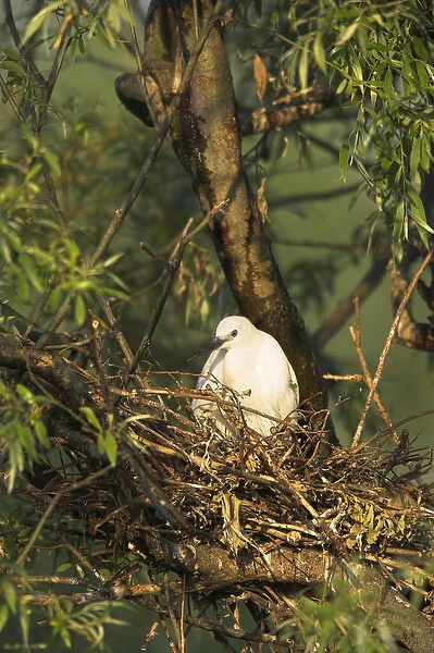 Little Egret (Egretta garzetta) in the Danube Delta adult breeding Europe, Eastern Europe