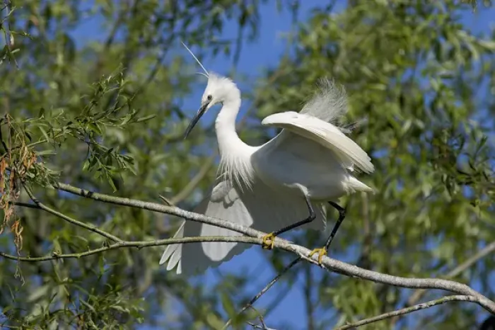 Framed Print : Little Egret (Egretta garzetta) in the Danube Delta in breeding plumage, nape plumes Framed Print : Little Egret (Egretta garzetta) in the Danube Delta in breeding plumage, nape plumes