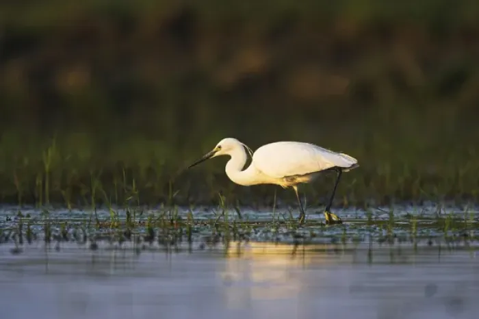 Framed Print : Little Egret (Egretta garzetta) in the Danube Delta Europe, Eastern Europe, Romania Framed Print : Little Egret (Egretta garzetta) in the Danube Delta Europe, Eastern Europe, Romania