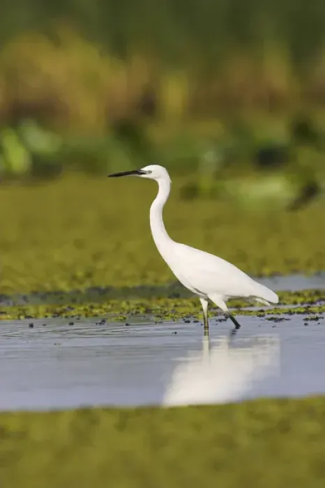 Framed Print : Little Egret (Egretta garzetta) in the Danube Delta Europe, Eastern Europe, Romania Framed Print : Little Egret (Egretta garzetta) in the Danube Delta Europe, Eastern Europe, Romania