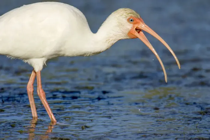 Framed Print : Little Estero Lagoon, Fort Myers Beach, Florida, USA. White Ibis trying to swallow a small snake Framed Print : Little Estero Lagoon, Fort Myers Beach, Florida, USA. White Ibis trying to swallow a small snake