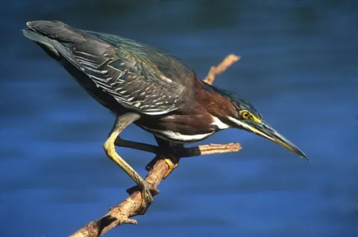 Framed Print : Little Green Heron, Everglades National Park, Florida, USA