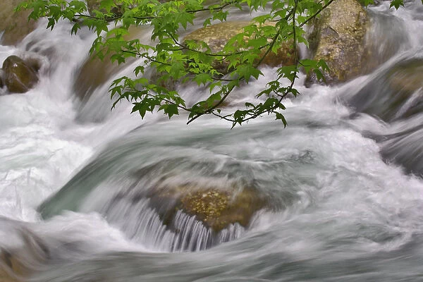 Little Pigeon River in motion, Greenbrier, Great Smoky Mountains National Park, Tennessee