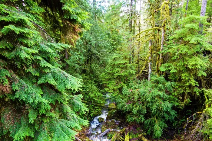 Framed Print : Little River, Olympic National Forest, Port Angeles, Washington State, USA