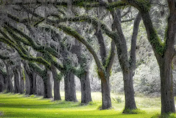 Framed Print : Live Oak Alley, Savannah, Georgia Framed Print : Live Oak Alley, Savannah, Georgia