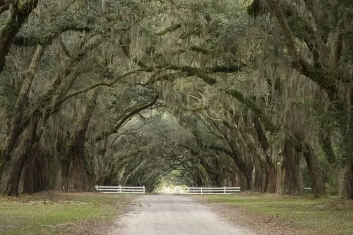 Framed Print : Live Oak Alley, Savannah, Georgia Framed Print : Live Oak Alley, Savannah, Georgia