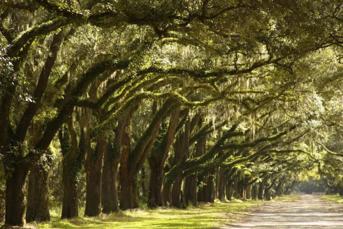 Framed Print : Live Oak Alley, Savannah, Georgia