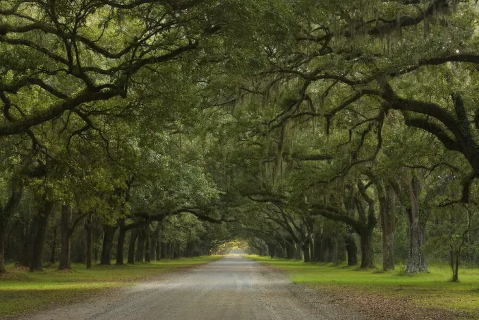 Framed Print : Live Oak Alley, Wormsloe Plantation, Savannah, USA Framed Print : Live Oak Alley, Wormsloe Plantation, Savannah, USA