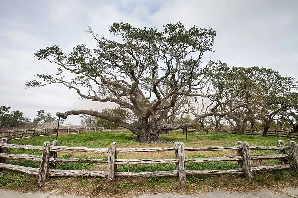 Live oak (Quercus virginiana) exhibit