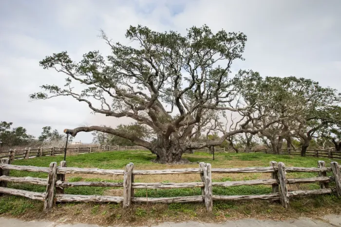 Framed Print : Live oak (Quercus virginiana) exhibit Framed Print : Live oak (Quercus virginiana) exhibit