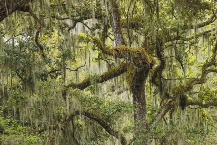 Framed Print : Live oak trees draped in Spanish moss, Polk County, Florida Framed Print : Live oak trees draped in Spanish moss, Polk County, Florida