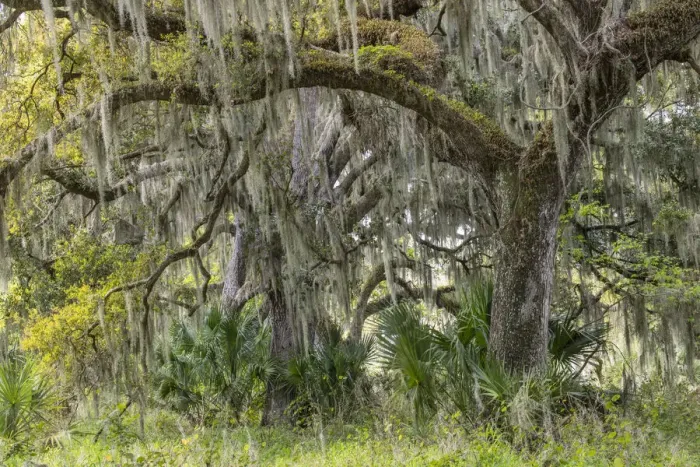 Framed Print : Live oak trees draped in Spanish moss, Polk County, Florida