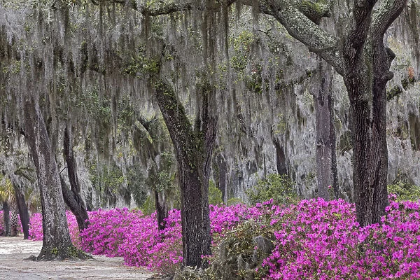 Live oak trees draped in Spanish moss and azaleas in full bloom in spring, Bonaventure Cemetery, Savannah, Georgia