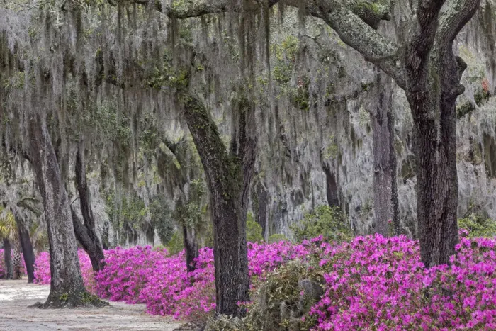 Framed Print : Live oak trees draped in Spanish moss and azaleas in full bloom in spring, Bonaventure Cemetery, Savannah, Georgia Framed Print : Live oak trees draped in Spanish moss and azaleas in full bloom in spring, Bonaventure Cemetery, Savannah, Georgia