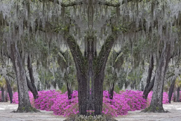 Framed Print : Live oak trees draped in Spanish moss and azaleas in full bloom in spring, Bonaventure Cemetery, Savannah, Georgia Framed Print : Live oak trees draped in Spanish moss and azaleas in full bloom in spring, Bonaventure Cemetery, Savannah, Georgia
