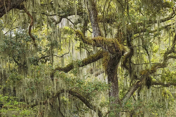 Live oak trees draped in Spanish moss, Polk County, Florida