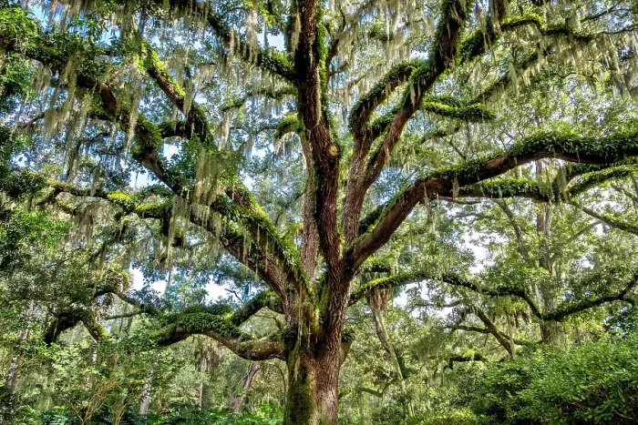 Framed Print : Live oak trees, Washington Oaks Gardens State Park, Palm Coast, Florida Framed Print : Live oak trees, Washington Oaks Gardens State Park, Palm Coast, Florida