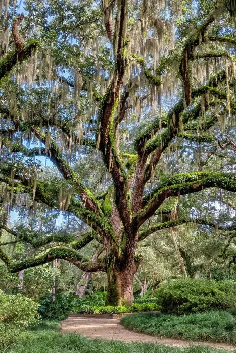 Framed Print : Live oak trees, Washington Oaks Gardens State Park, Palm Coast, Florida Framed Print : Live oak trees, Washington Oaks Gardens State Park, Palm Coast, Florida